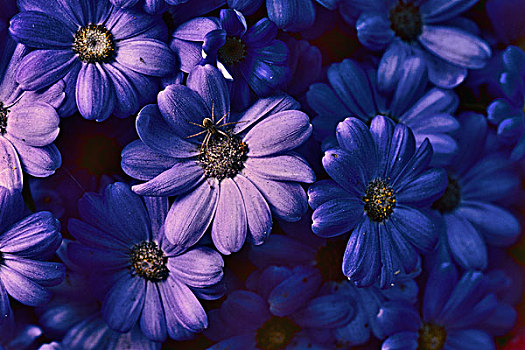 加拿大,温哥华岛,宝翠花园,特写,蓝色,雏菊