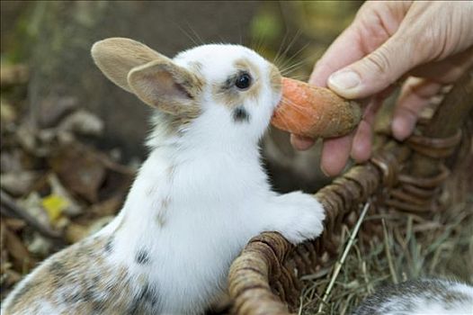 年轻,迷你兔,吃
