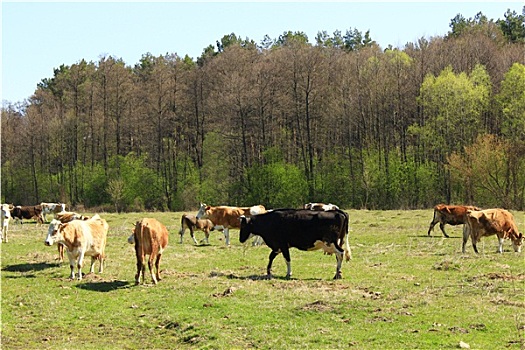 母牛,农场,草场