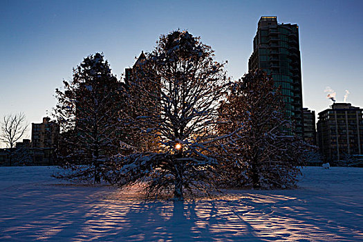 太阳,树,雪,城市,公园,温哥华,加拿大