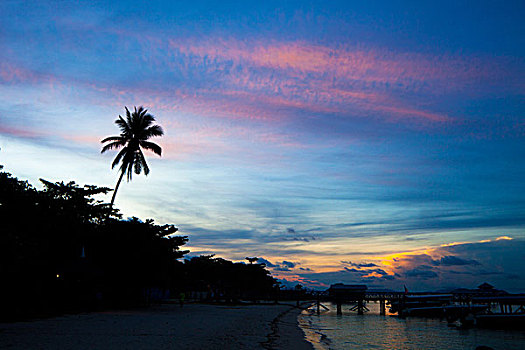 棕榈树,旁侧,海滩,日落