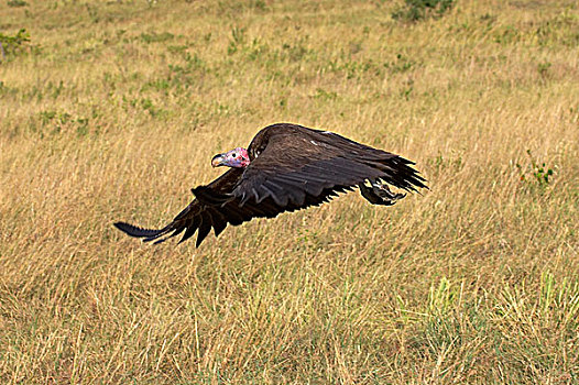 肉垂秃鹫,马赛马拉,肯尼亚