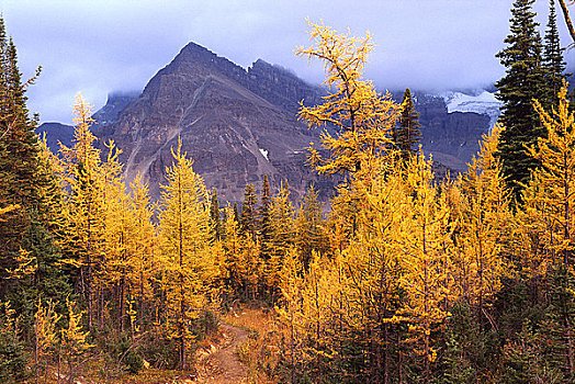 高山,落叶松属植物,阿悉尼伯因山,省立公园,不列颠哥伦比亚省,加拿大