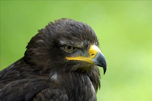 西伯利亚草原鹰,鹰猎,萨尔州,德国,欧洲