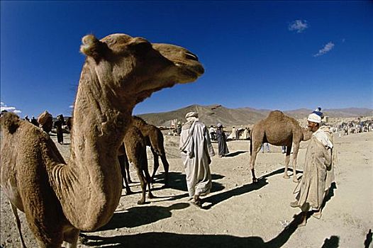 骆驼,市场,阿特拉斯山脉,摩洛哥