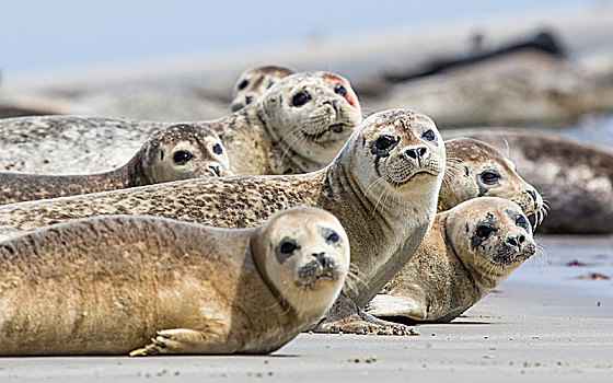 斑海豹,躺着,海滩,沙丘,岛屿,德国,欧洲