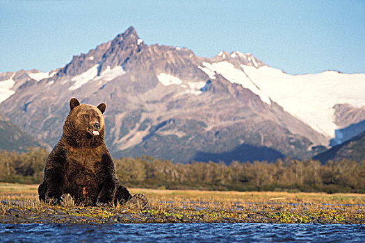 棕熊,大灰熊,三文鱼,抓住,卡特迈国家公园,阿拉斯加半岛,坐,河床,卡特麦国家公园