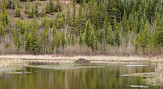 海狸,住宿,水塘,桑德贝,安大略省,加拿大