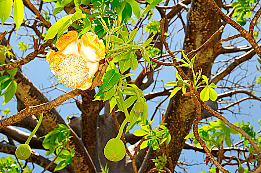 猴面包树,花,马约特,非洲