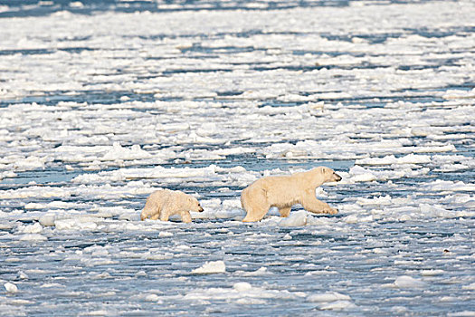 北极熊,幼兽,跳跃,冰,哈得逊湾,丘吉尔市,野生动物,管理,区域,曼尼托巴,加拿大