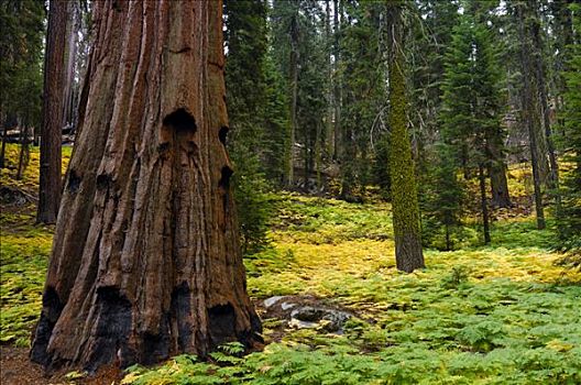 巨杉,树干,蕨类,林中地面,红杉国家公园,加利福尼亚,美国