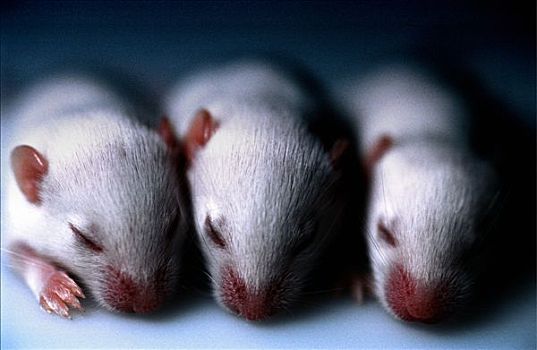 实验室,小鼠,部落,三个,白天,老,安静,并排