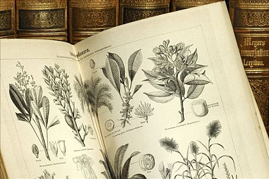 插画,有用植物,卷册,老,词典