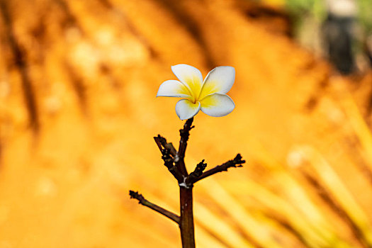 鸡蛋花特写