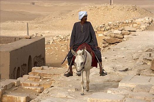男人,驴,塞加拉,埃及