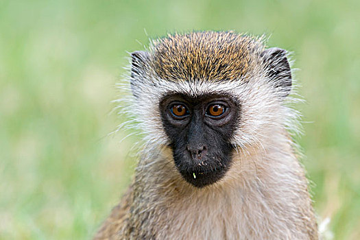 长尾黑颚猴,猴子,头像,萨布鲁国家公园,肯尼亚,非洲