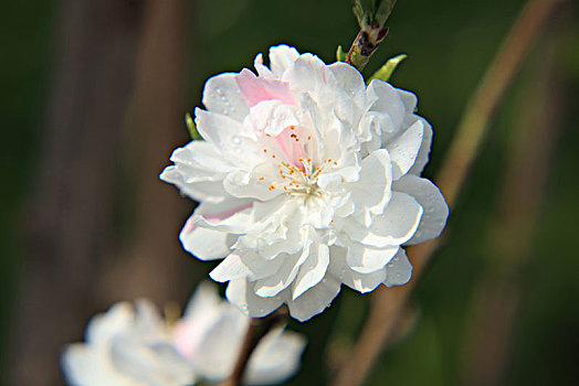 碧桃,千叶桃花,桃花