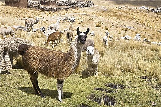 美洲驼,喇嘛,羊驼,绵羊,放牧,草场,秘鲁