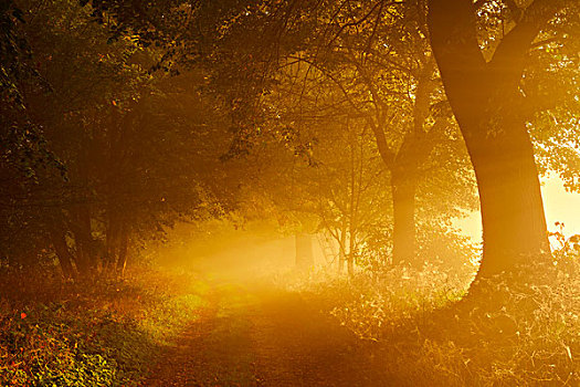 德国,萨克森安哈尔特,靠近,小树林,阳光,早晨,雾