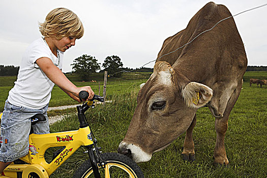 男孩,自行车,母牛,特写,序列,草场,草地,吃,人,孩子,5岁,金发,看,兴趣,夏天,户外