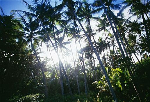 夏威夷,小树林,高,棕榈树,太阳