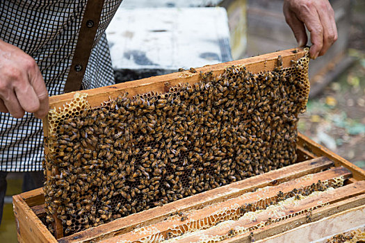 养蜂人和蜜蜂,养蜂人拿起蜂窝里的充满蜜蜂的木板,收获蜂蜜