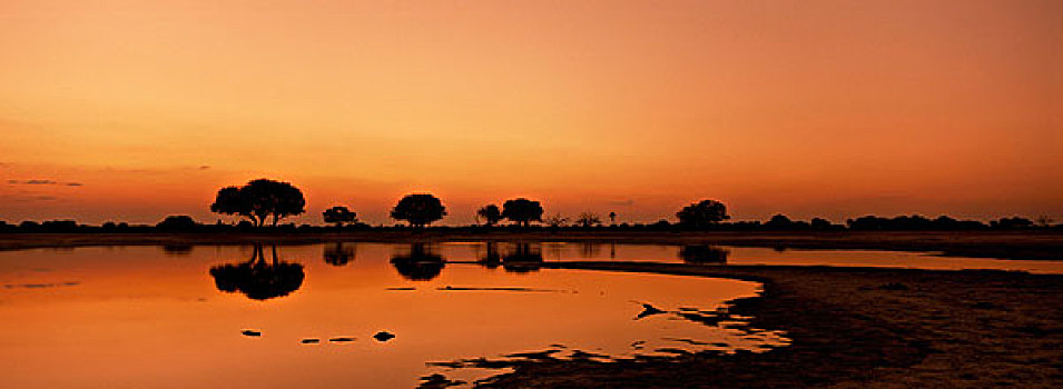 剪影,树,黄昏,万基国家公园,津巴布韦