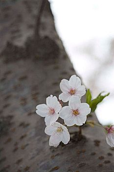 花卉