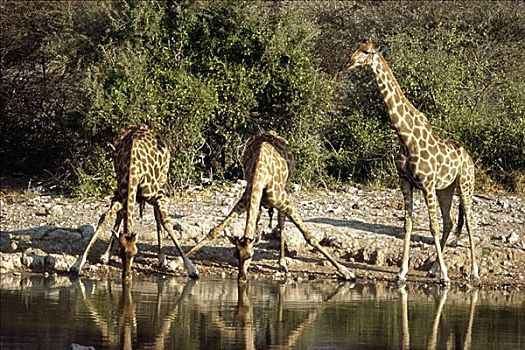 长颈鹿,埃托沙国家公园,纳米比亚,南非