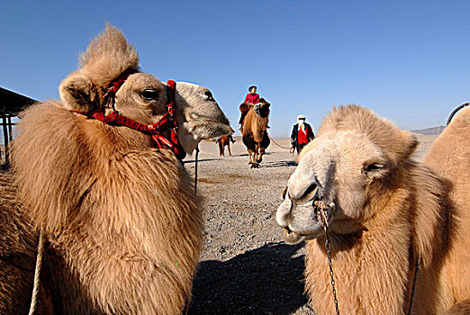 骆驼,冬天,外套,缰绳,嘉峪关,要塞,西部,墙壁,丝绸之路,甘肃,亚洲