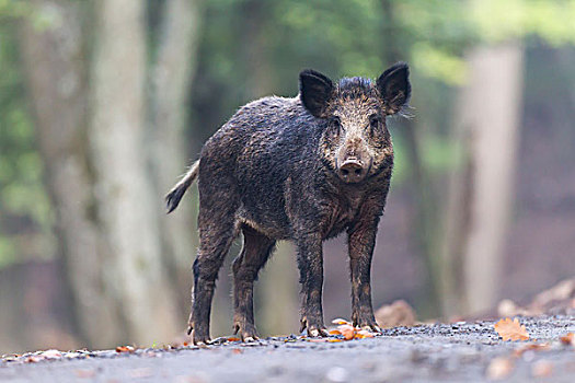 野猪,地区,莱茵兰普法尔茨州,德国,欧洲