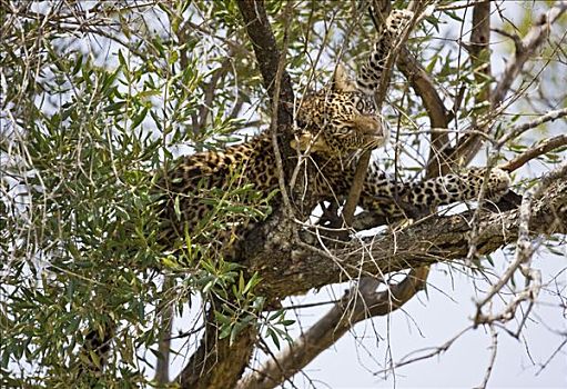 肯尼亚,马赛马拉,纳罗克地区,豹,休息,马赛马拉国家保护区,南方