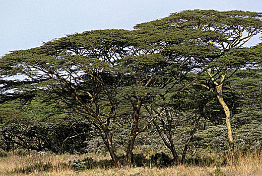 金合欢树,马赛马拉,公园,肯尼亚