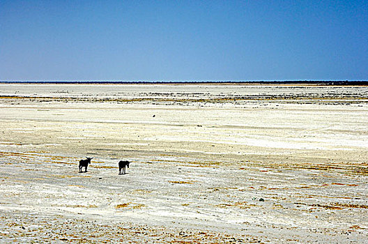 两个,驴,站立,边缘,马卡迪卡迪盐沼,博茨瓦纳,非洲