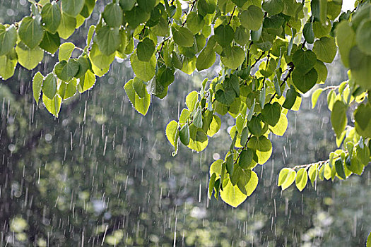树,夏天,雨