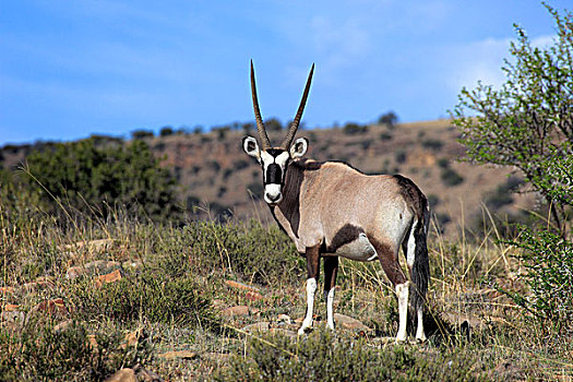 南非大羚羊,羚羊,成年,斑马山国家公园,南非,非洲