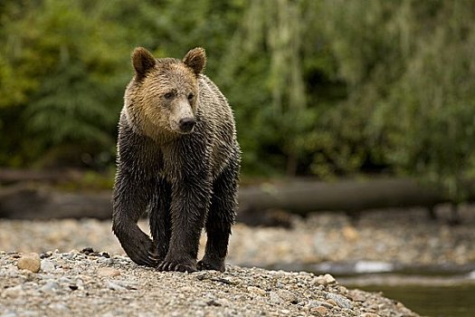 大灰熊,走,河,不列颠哥伦比亚省,加拿大