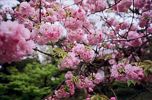 樱花,河,浅草,东京,日本