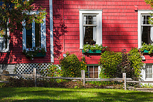 红房,花,盒子,北方,魁北克,加拿大