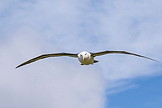黑眉信天翁,飞行,南美,福克兰群岛