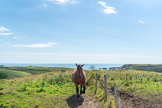 马,北海道,日本