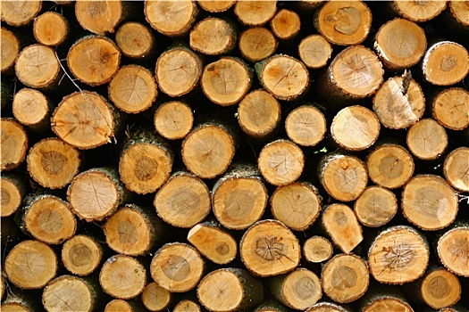 大,堆,木头,树林