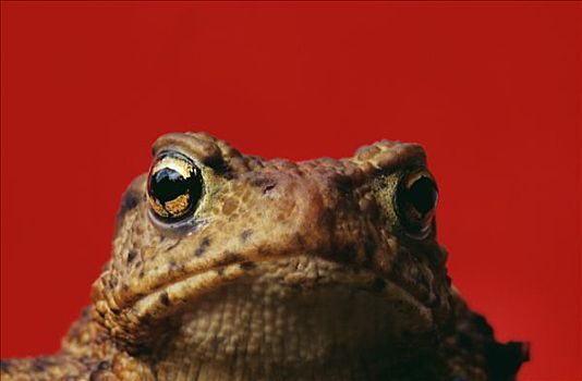 青蛙,红色背景