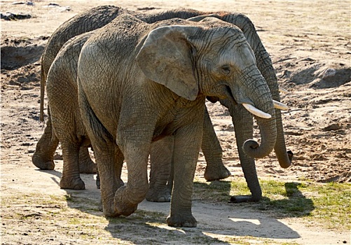 群,非洲象,自然环境