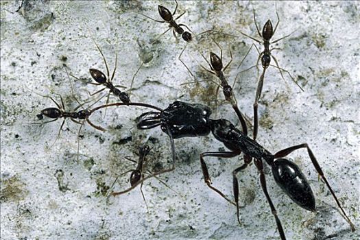 蚂蚁,群,攻击,入侵者