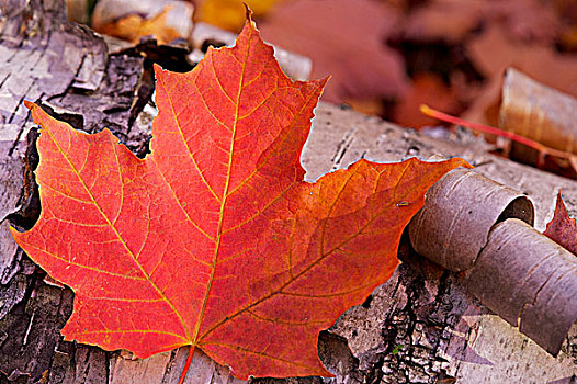 秋天,树林,道路,阿尔冈金省立公园,安大略省,加拿大