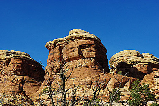 石头,干燥,树,峡谷地国家公园,犹他