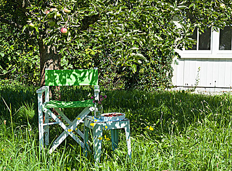 苹果树,花园椅,正面,房子