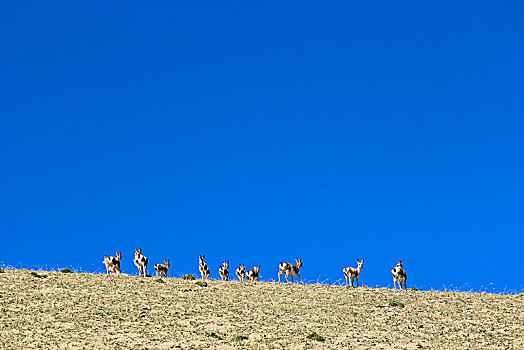 蓝天白云下的藏羚羊