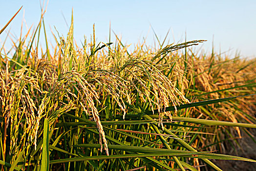稻米,丰收,英格兰,阿肯色州,美国